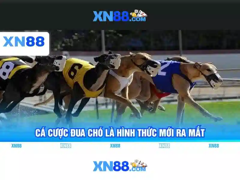 Giới thiệu XN88 là gì