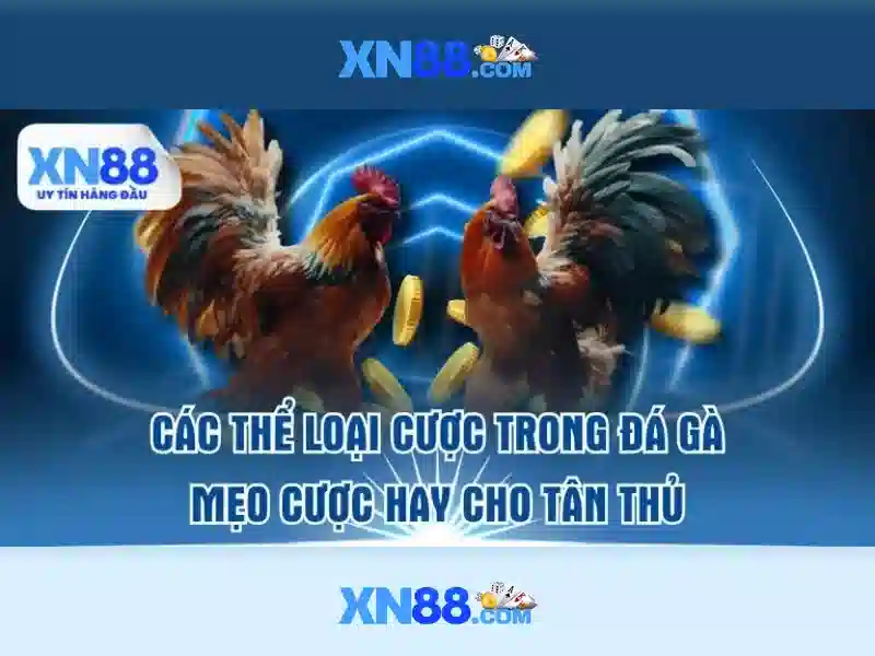 XN88 Gaming – Điều Khoản & Điều Kiện Của XN88