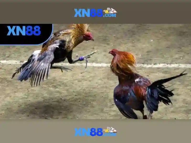 Ứng dụng XN88