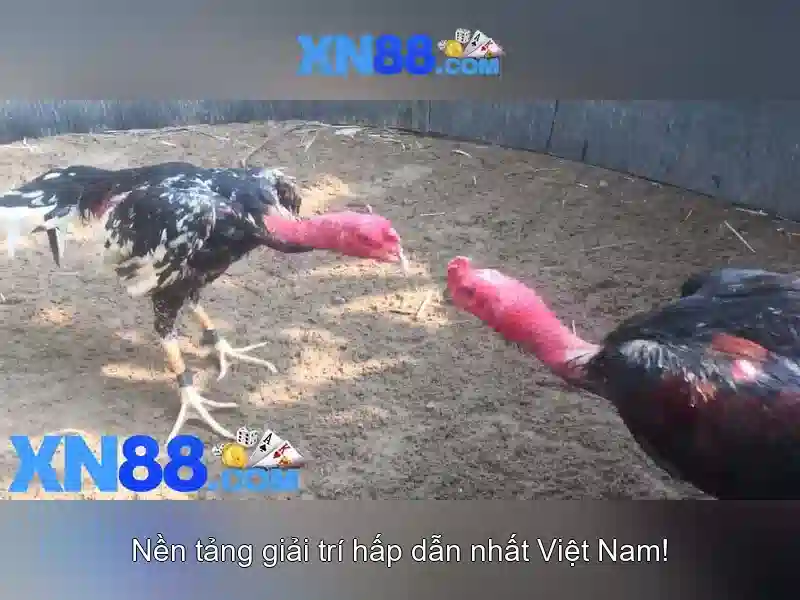 Tại Sao Chọn XN88